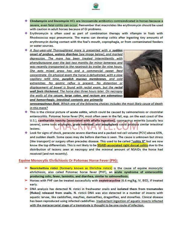 ICVA Based Topics - Feline, Equine, Bovine, Canine, Porcine, Small Ruminants - Comprehensive and Concise ICVA based Topics for NAVLE Prep for major species
