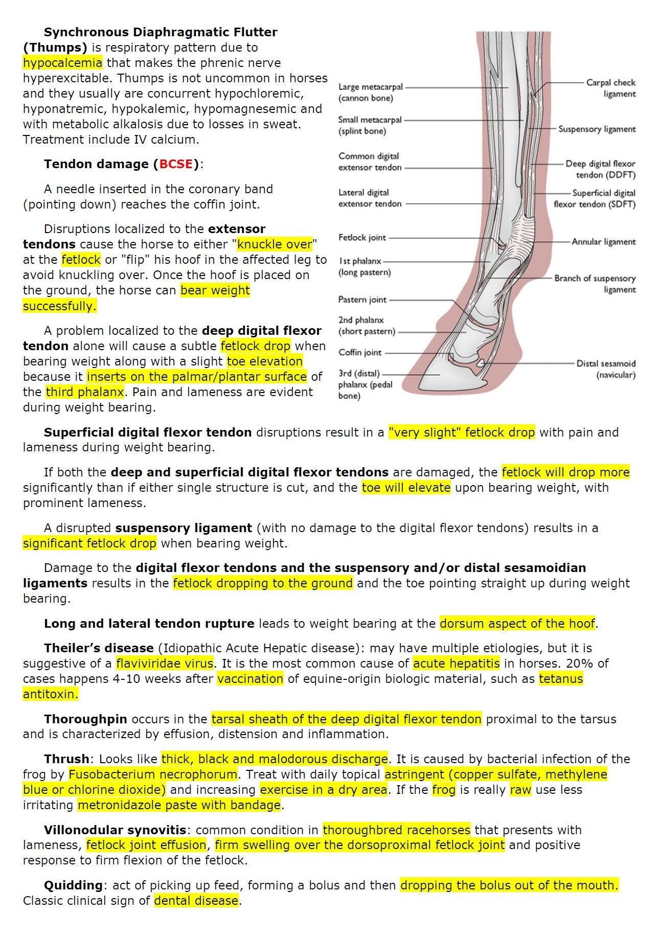 Comprehensive Internal Medicine Vet Notes: Your Key to Mastering Veterinary Diagnostics