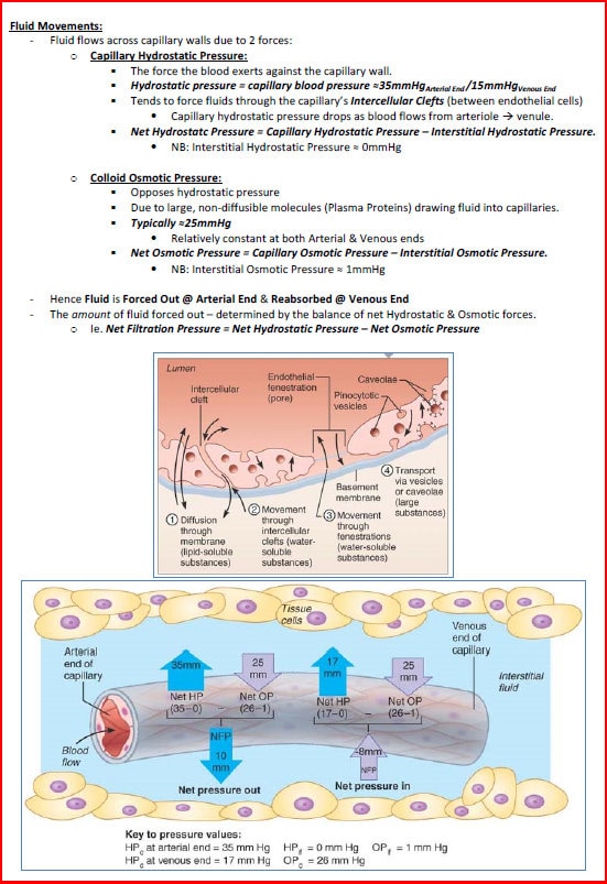 Comprehensive Cardiovascular System Study Notes PDF - Ideal for NCLEX, USMLE Exam Prep - 256 Pages - Best for Medical and Nursing Students