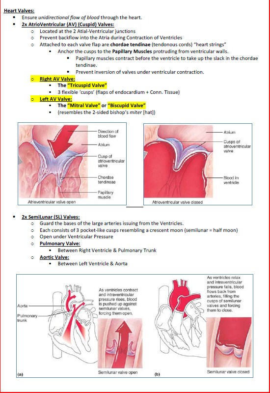 Comprehensive Cardiovascular System Study Notes PDF - Ideal for NCLEX, USMLE Exam Prep - 256 Pages - Best for Medical and Nursing Students