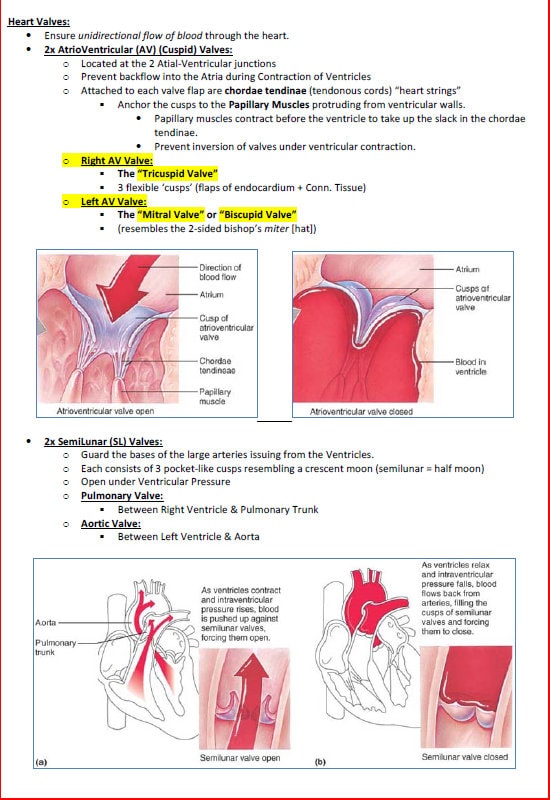 Comprehensive Cardiovascular System Study Notes PDF - Ideal for NCLEX, USMLE Exam Prep - 256 Pages - Best for Medical and Nursing Students