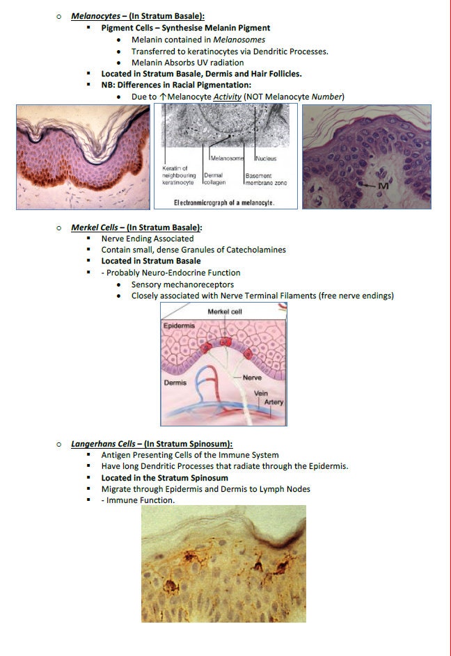 Comprehensive Dermatology Study Notes PDF - Ideal for NCLEX, USMLE Exam Prep - 138Pages - Best for Medical and Nursing Students