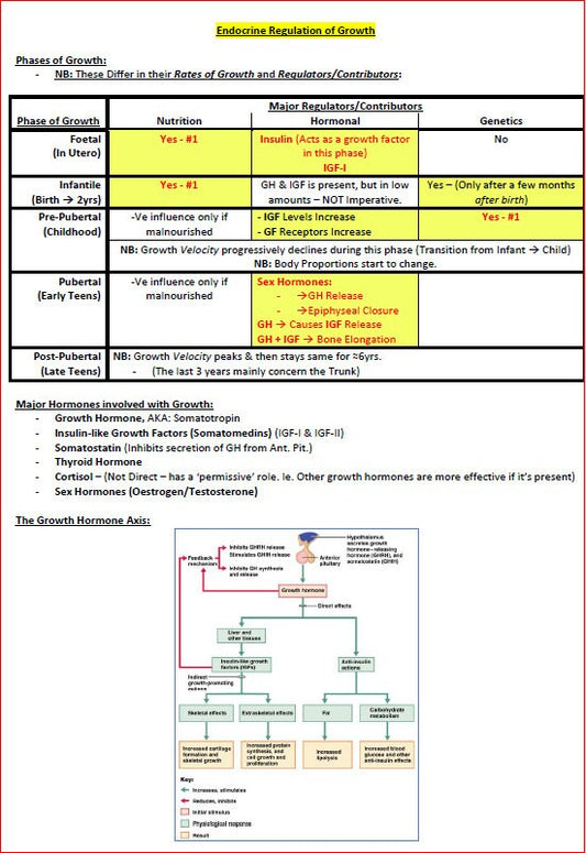 Complete Endocrine System Study Guide - Notes PDF - Ideal for NCLEX, USMLE Exam Prep - 189 Pages - Best for Medical and Nursing Students