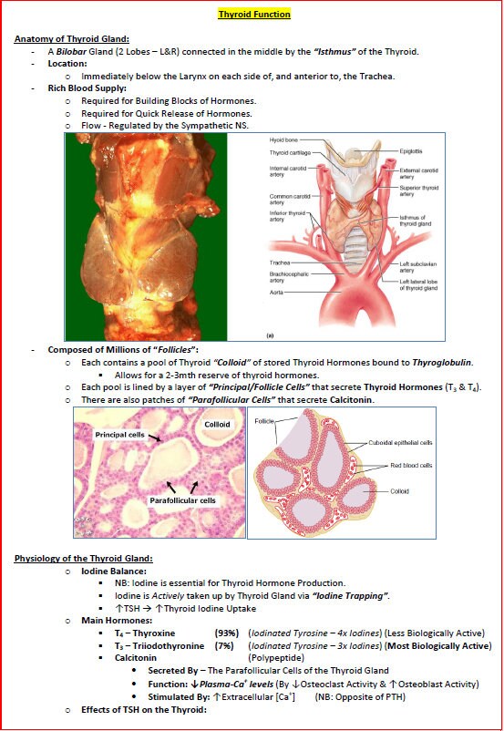 Complete Endocrine System Study Guide - Notes PDF - Ideal for NCLEX, USMLE Exam Prep - 189 Pages - Best for Medical and Nursing Students