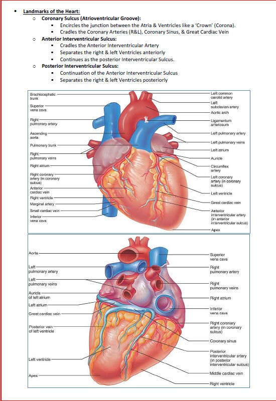 Comprehensive Cardiovascular System Study Notes PDF - Ideal for NCLEX, USMLE Exam Prep - 256 Pages - Best for Medical and Nursing Students