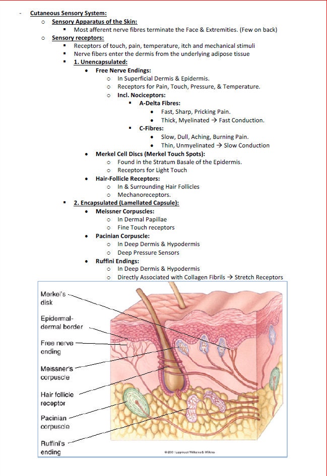 Comprehensive Dermatology Study Notes PDF - Ideal for NCLEX, USMLE Exam Prep - 138Pages - Best for Medical and Nursing Students