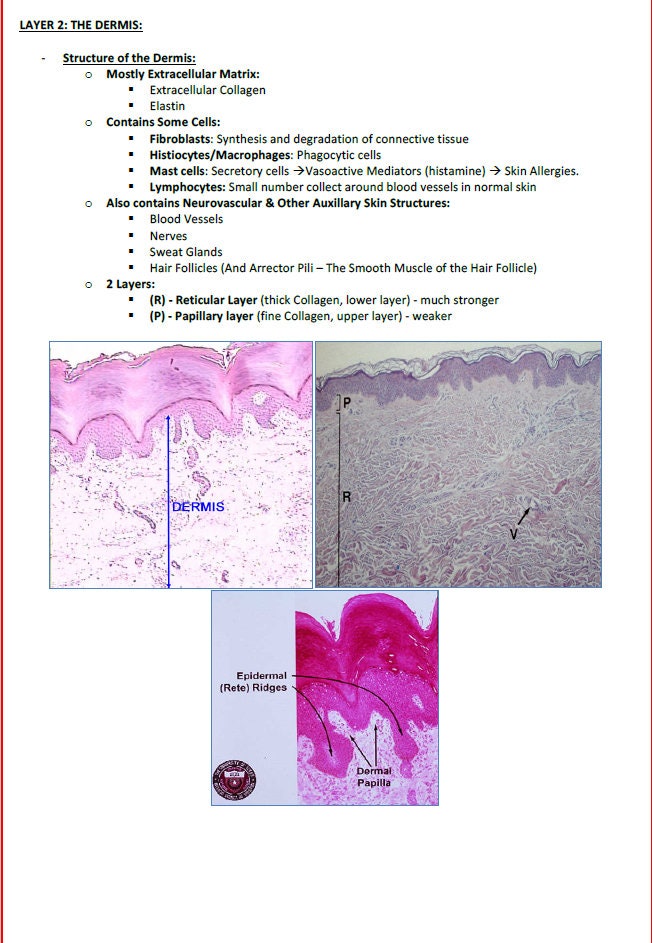 Comprehensive Dermatology Study Notes PDF - Ideal for NCLEX, USMLE Exam Prep - 138Pages - Best for Medical and Nursing Students