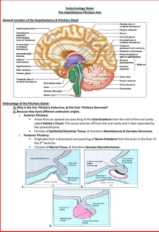 Complete Endocrine System Study Guide - Notes PDF - Ideal for NCLEX, USMLE Exam Prep - 189 Pages - Best for Medical and Nursing Students