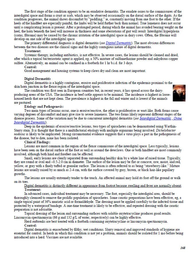 Comprehensive Vet School Notes Bundle - Complete Study Companion for Vet Students - System-Wise Diseases and Diagnosis of All Species