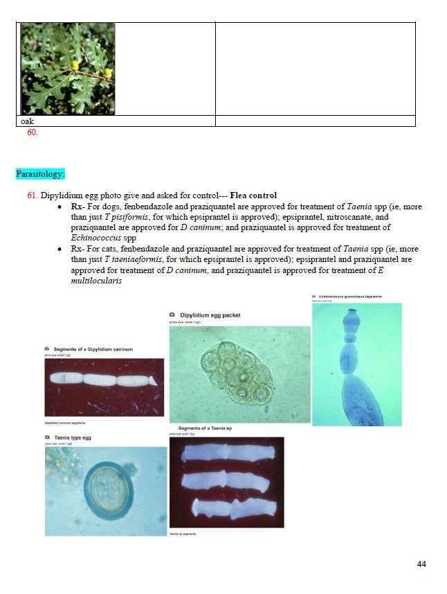 BCSE Comprehensive Notes with Past Questions and Answers - Complete BCSE Study Guide - BCSE Notes for Bcse Prep
