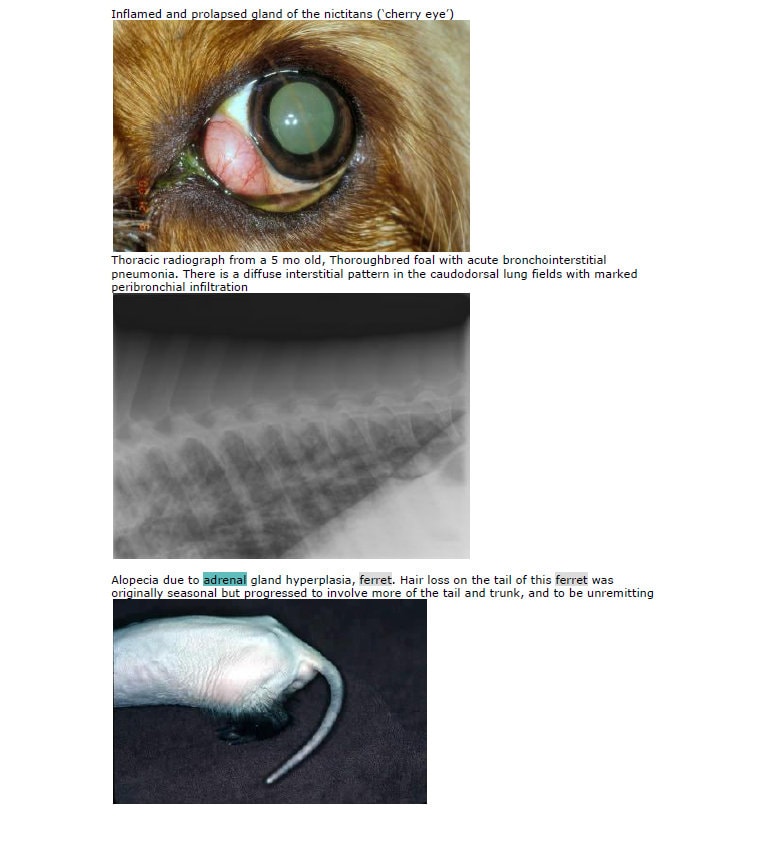 NAVLE Ultimate Success Pack: Comprehensive Study Notes & Q and A for Veterinary Mastery - Complete NAVLE Prep and NAVLE Study Guide