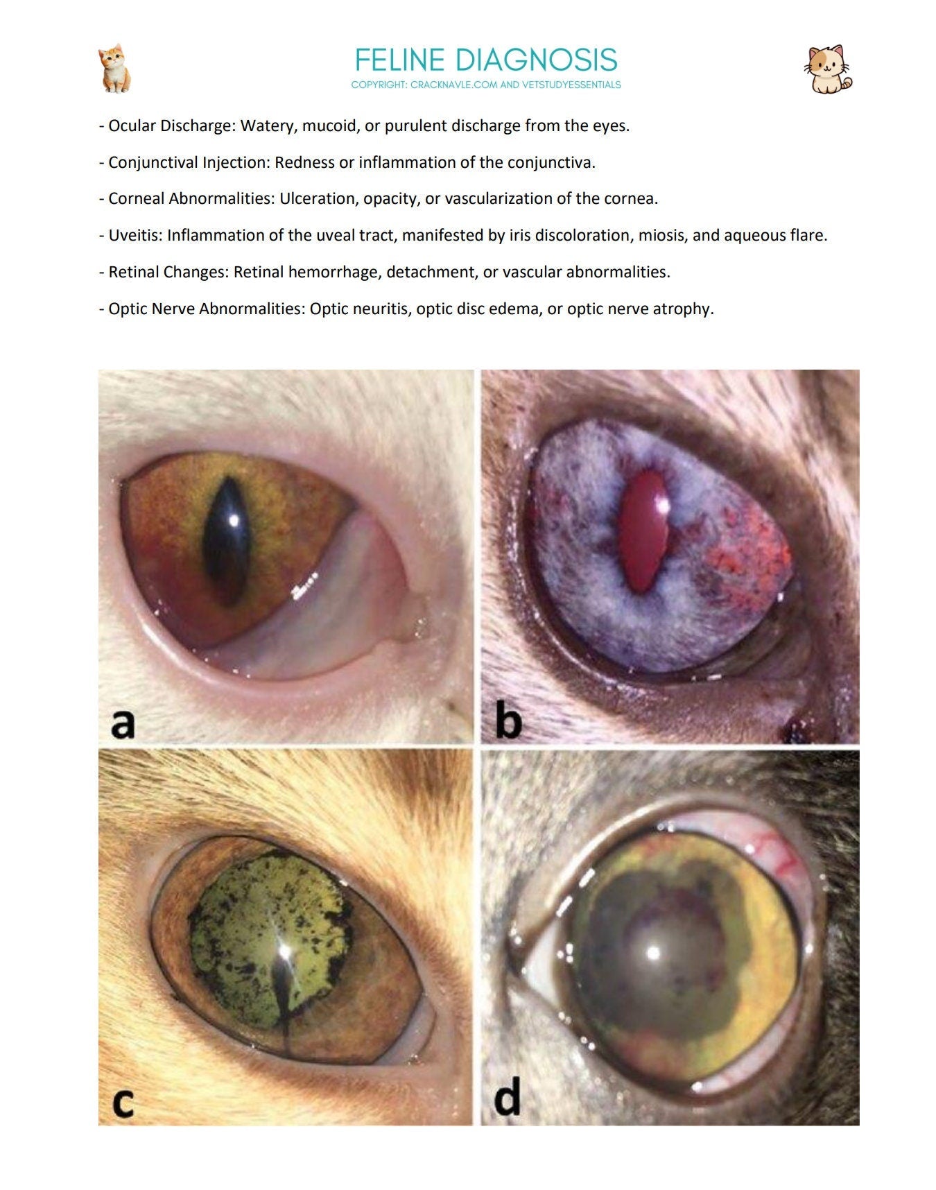 Feline Diagnosis for NAVLE - Feline Diagnosis ICVA with 3 NAVLE styled questions of each topic for Navle prep -630 Pages - Navle Study Guide