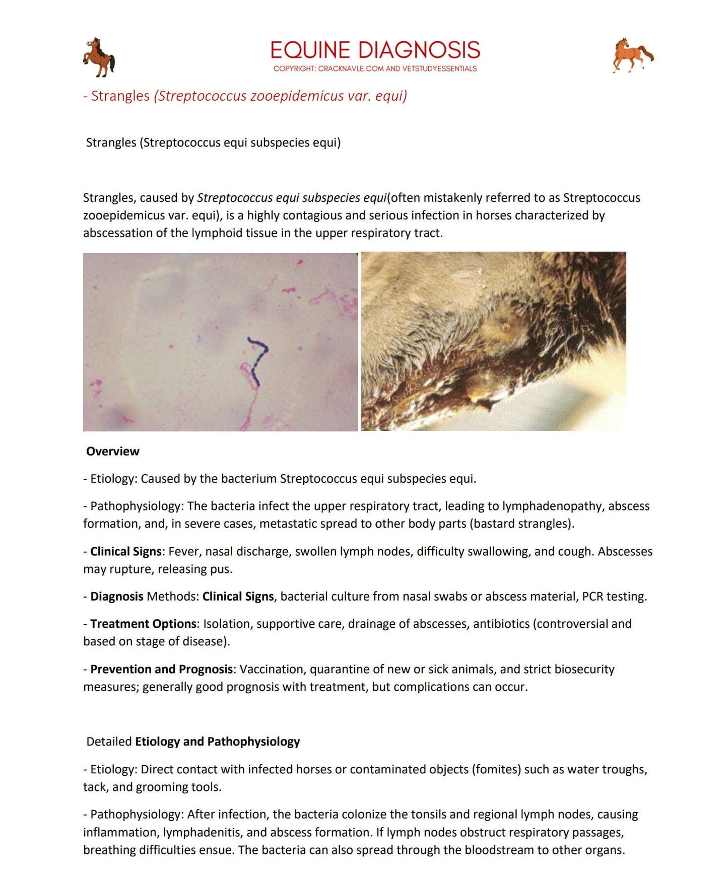 Equine Diagnosis for NAVLE - Equine Diagnosis ICVA with 3 NAVLE styled questions of each topic for Navle prep -600 Pages - Navle Study Guide