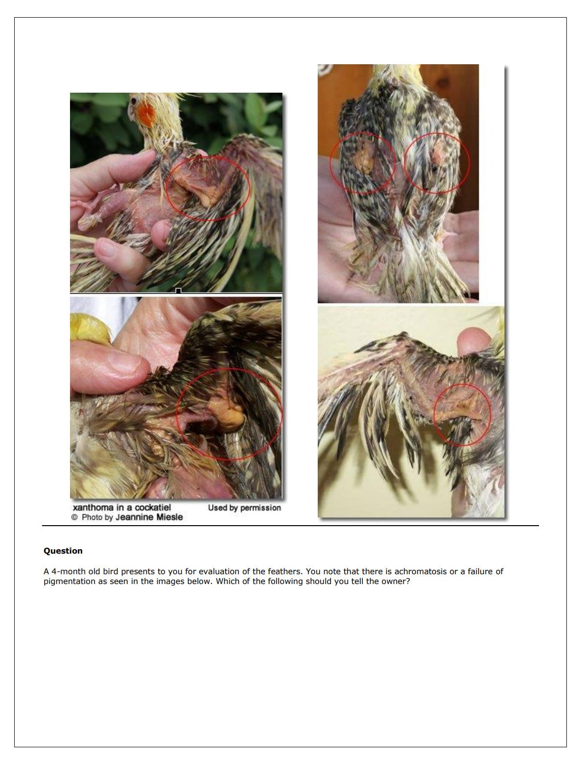 Ultimate NAVLE Questions Bank for NAVLE Prep - Comprehensive NAVLE Prep Guide - Navle Exam Questions with Answers - 8058 Pages