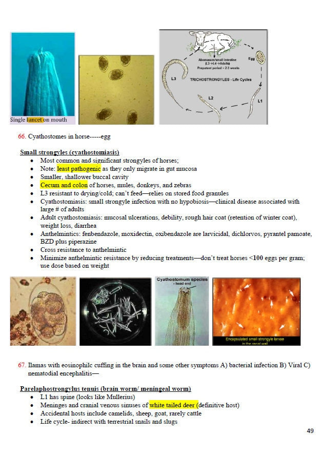 BCSE Comprehensive Notes with Past Questions and Answers - Complete BCSE Study Guide - BCSE Notes for Bcse Prep
