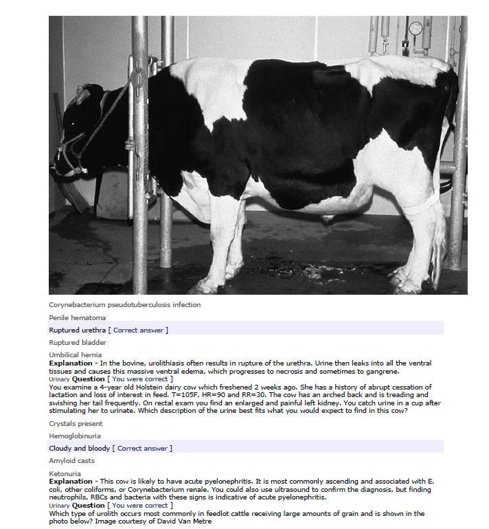 NAVLE Ultimate Success Pack: Comprehensive Study Notes & Q and A for Veterinary Mastery - Complete NAVLE Prep and NAVLE Study Guide