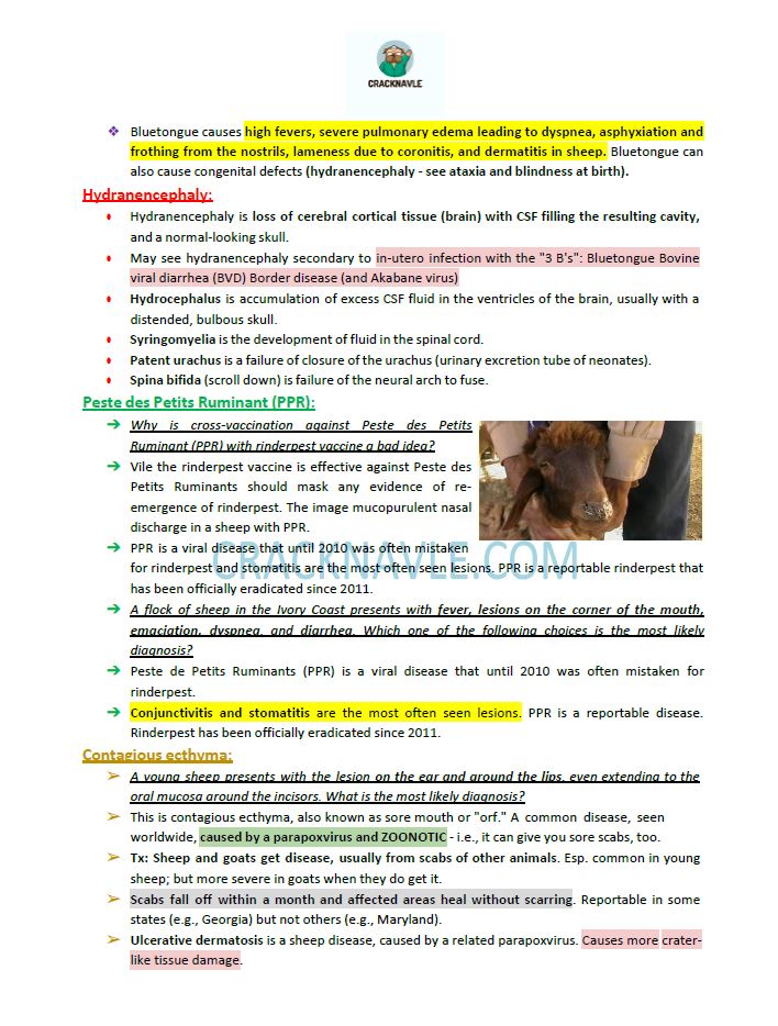 ICVA Based Topics - Feline, Equine, Bovine, Canine, Porcine, Small Ruminants - Comprehensive and Concise ICVA based Topics for NAVLE Prep for major species