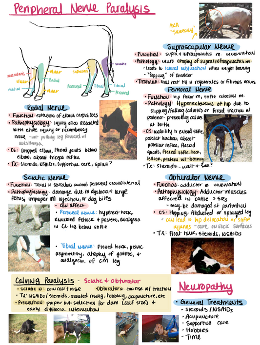 Large Animals Notes for NAVLE