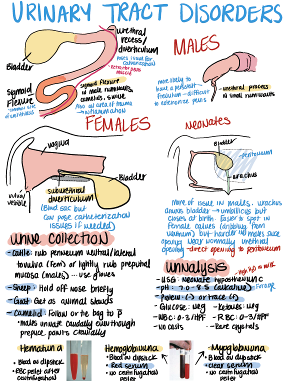 Large Animals Notes for NAVLE