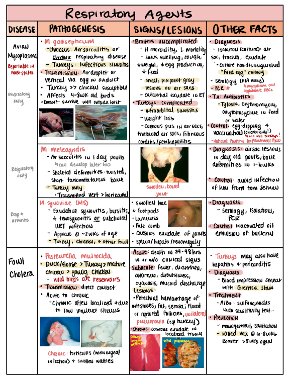 Large Animals Notes for NAVLE