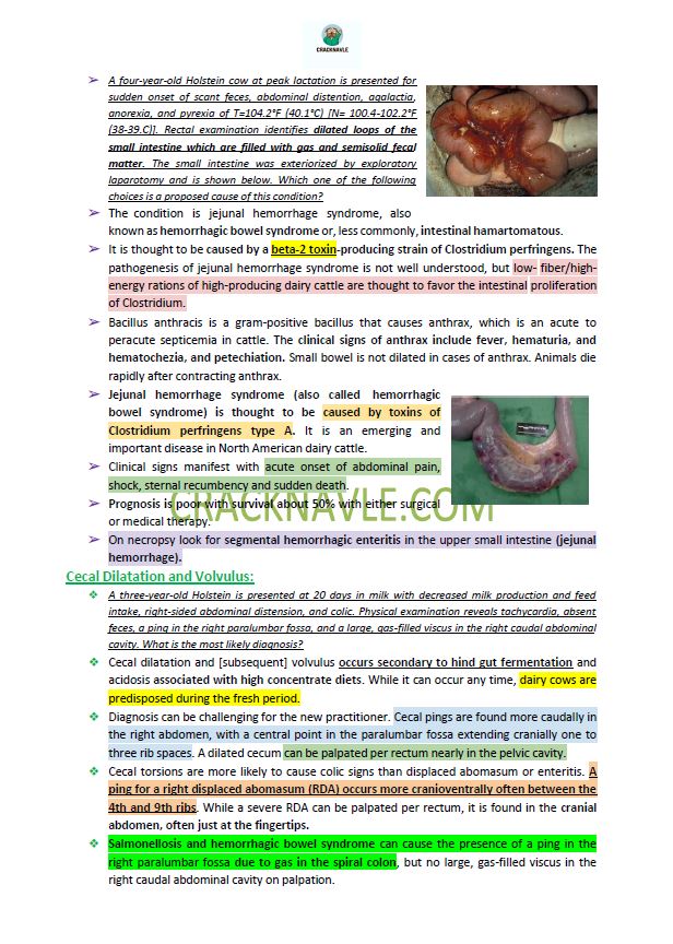 ICVA Based Topics - Feline, Equine, Bovine, Canine, Porcine, Small Ruminants - Comprehensive and Concise ICVA based Topics for NAVLE Prep for major species