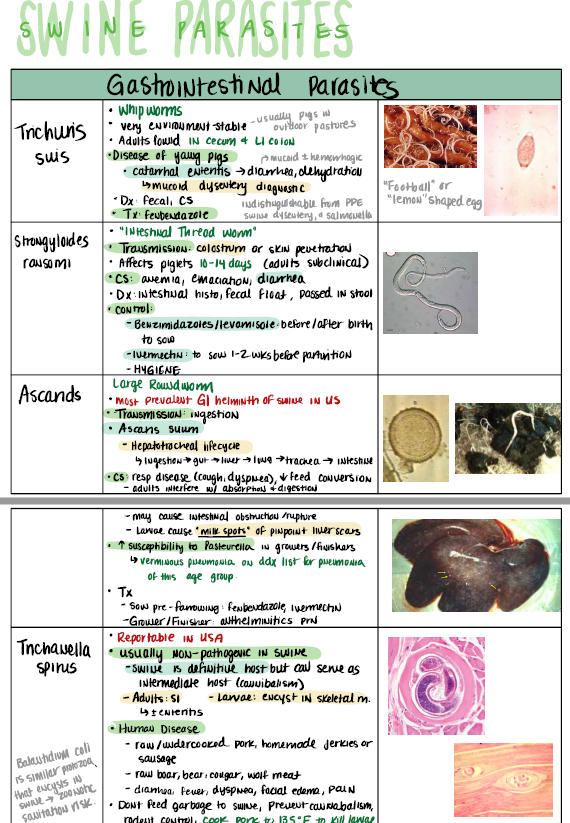 Large Animals Notes for NAVLE