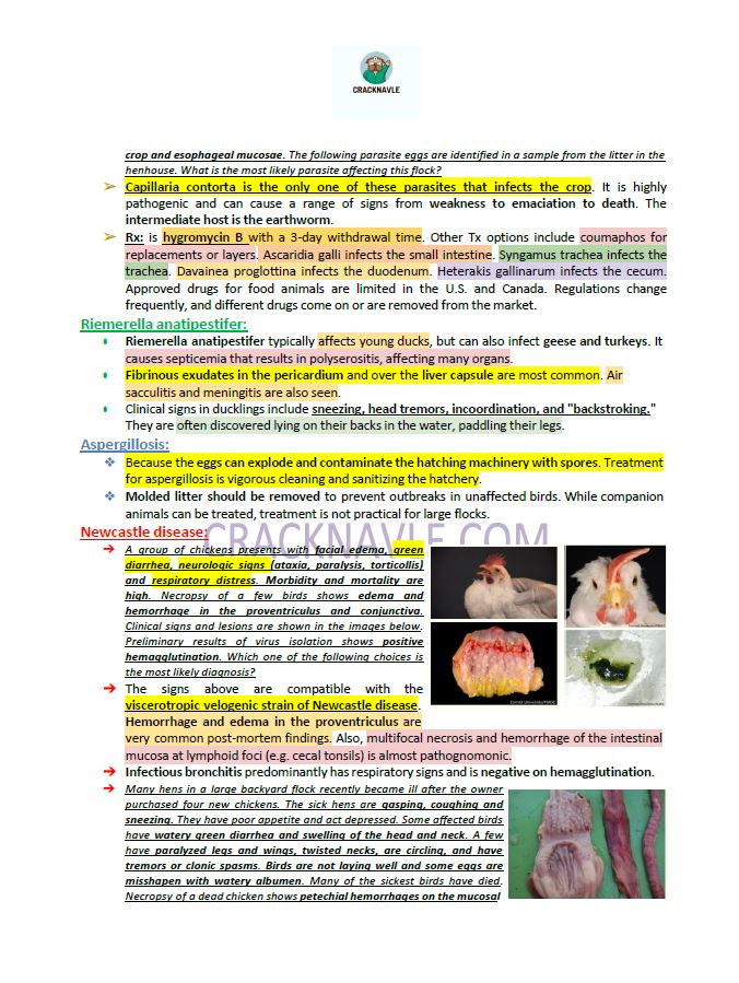 ICVA Based Topics - Feline, Equine, Bovine, Canine, Porcine, Small Ruminants - Comprehensive and Concise ICVA based Topics for NAVLE Prep for major species