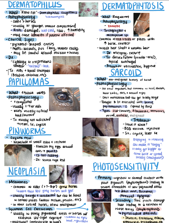 Large Animals Notes for NAVLE