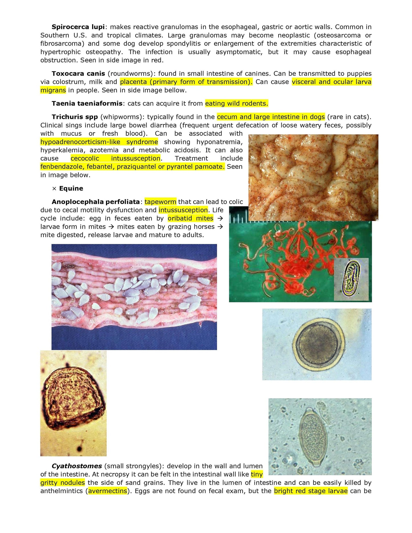 Comprehensive BCSE and NAVLE Study Notes Bundle - Complete BCSE Navle Notes - Ace Your Veterinary Exams!