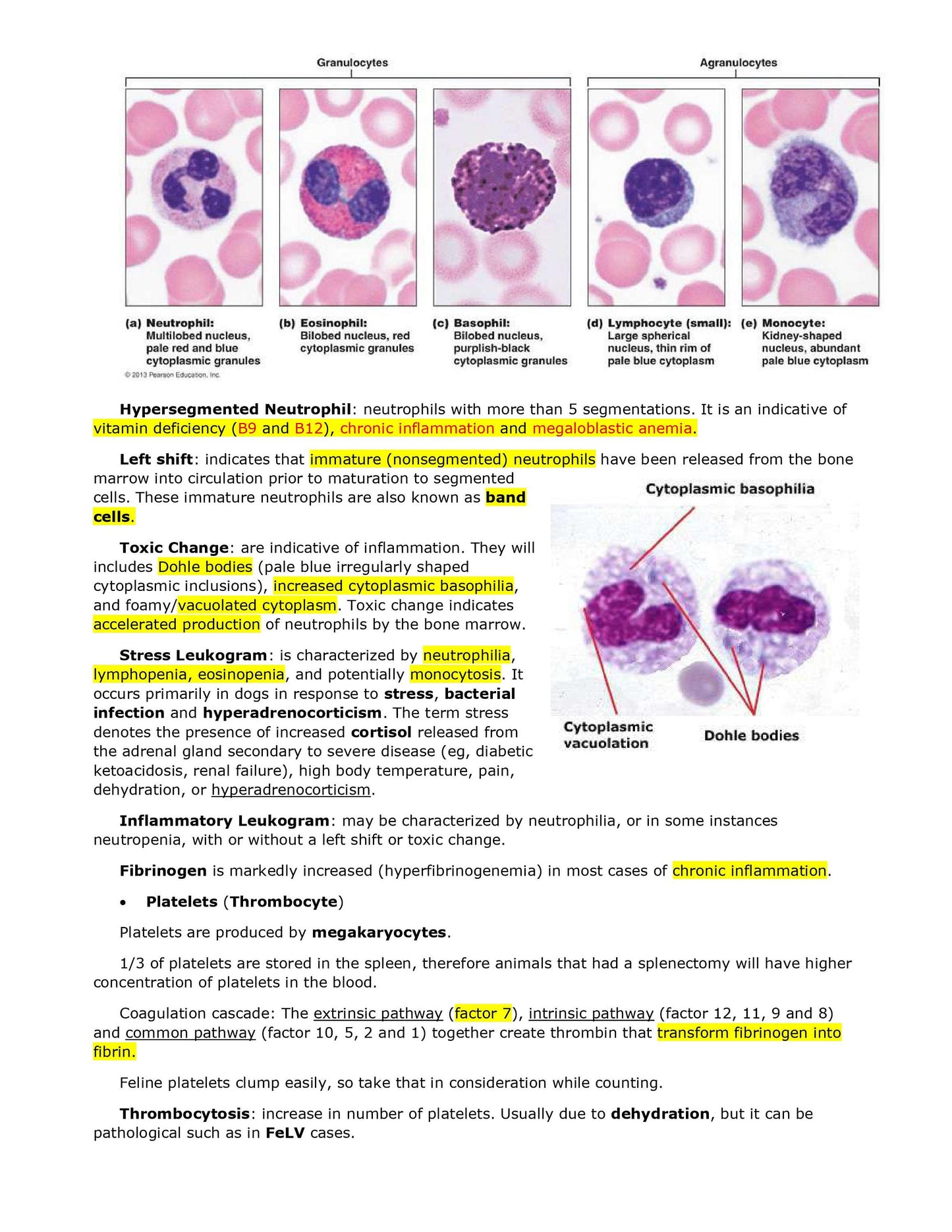 Comprehensive BCSE and NAVLE Study Notes Bundle - Complete BCSE Navle Notes - Ace Your Veterinary Exams!