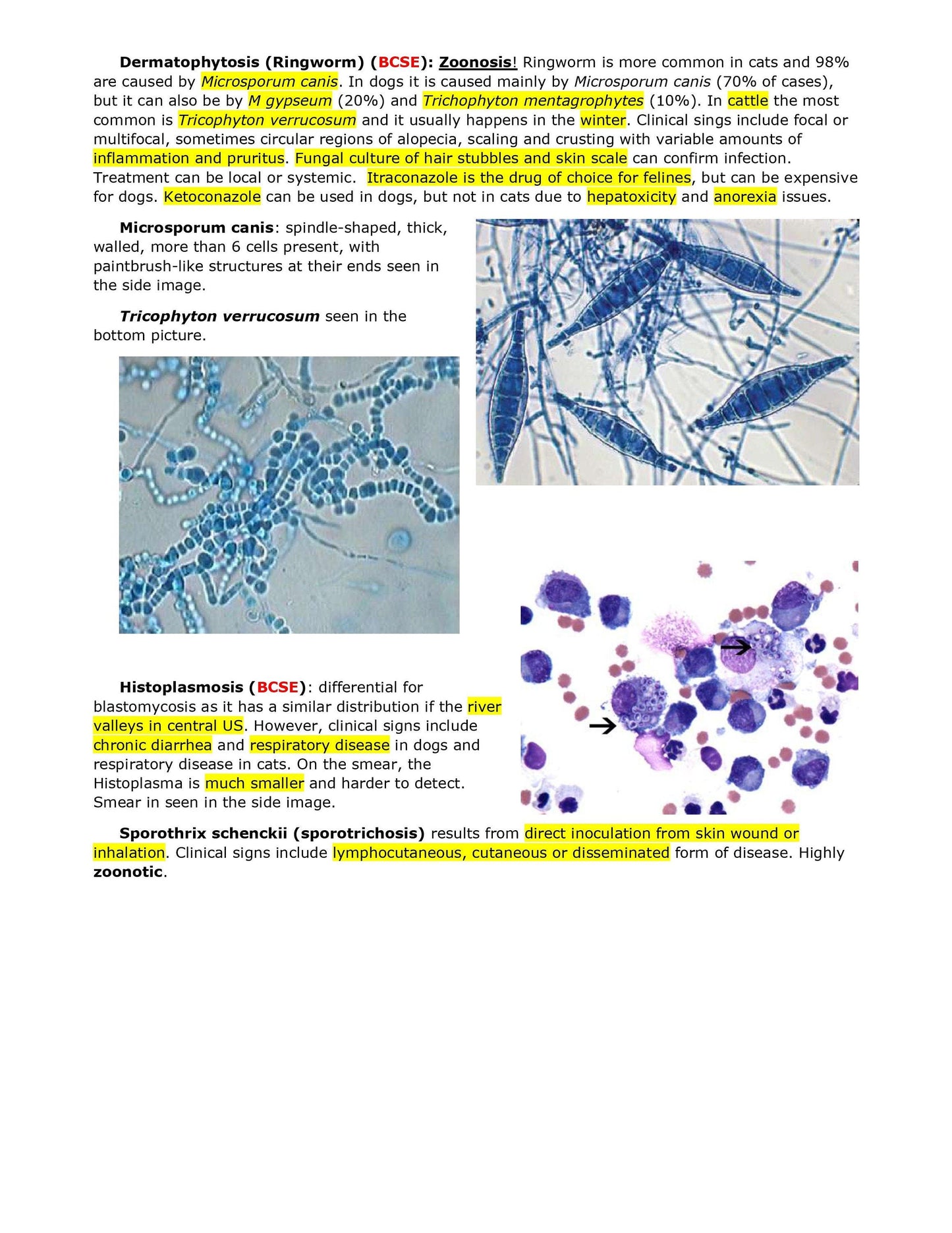 Comprehensive BCSE and NAVLE Study Notes Bundle - Complete BCSE Navle notes - Ace Your Veterinary Exams!