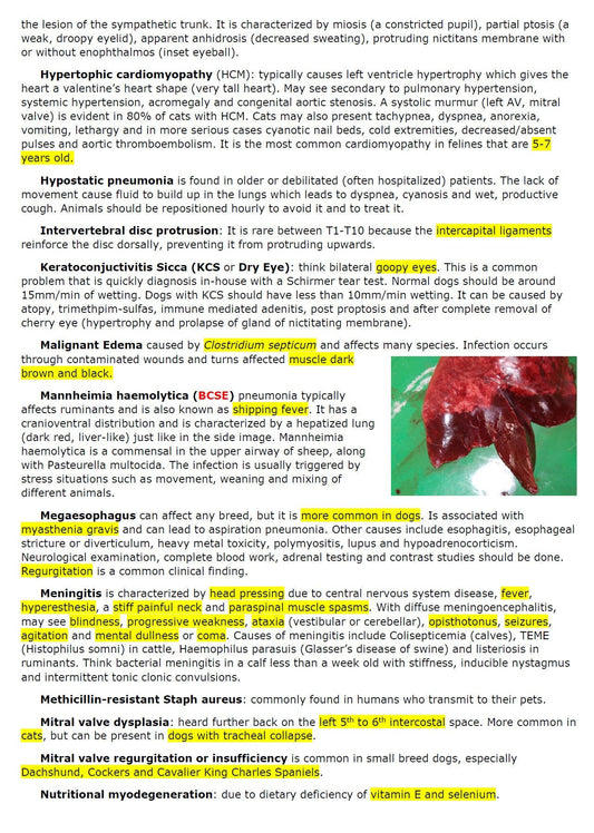 Comprehensive Internal Medicine Vet Notes: Your Key to Mastering Veterinary Diagnostics