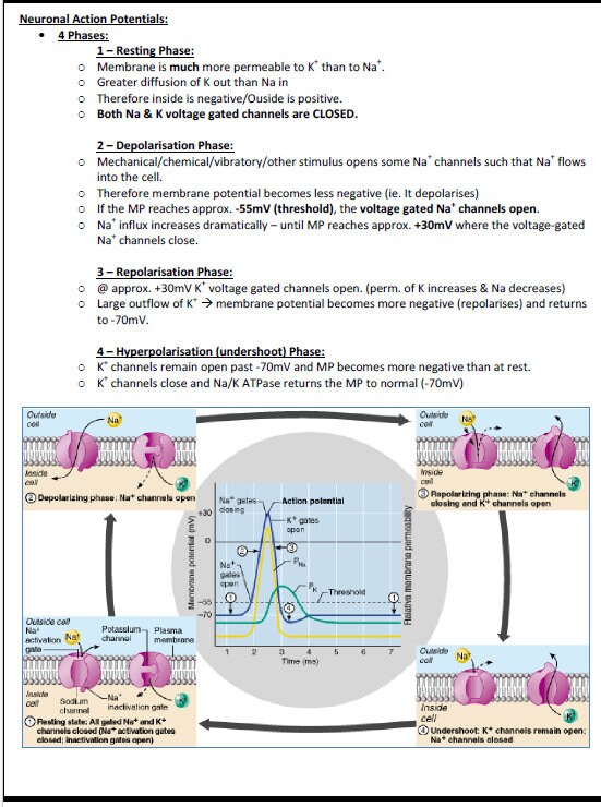 Comprehensive Cellular & Molecular Biology Study Notes PDF - Ideal for NCLEX, USMLE Exam Prep - Best for Medical, Nursing and Bio Students