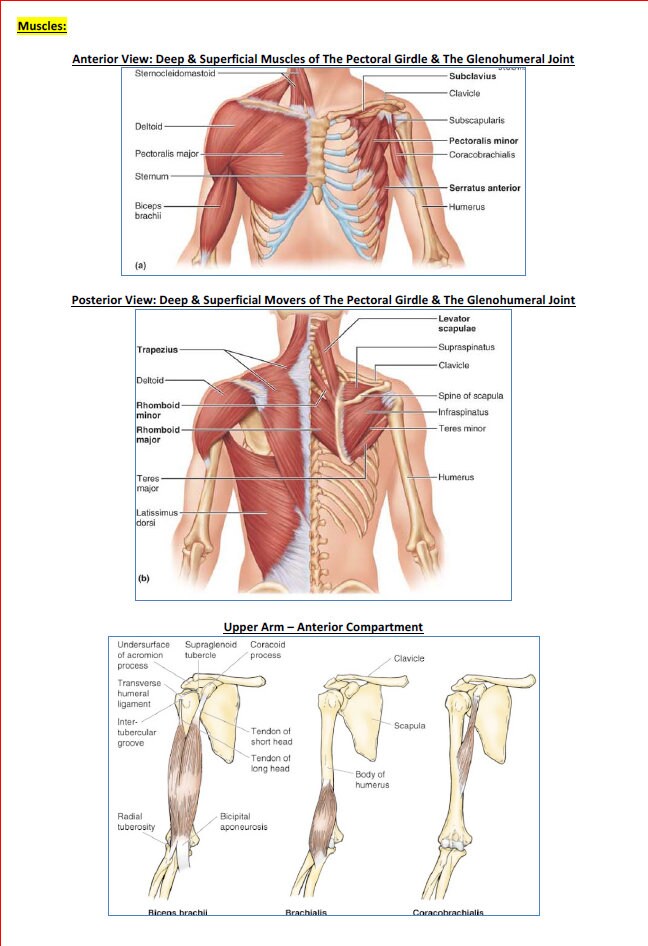 Comprehensive Emergency Medicine Study Guide: Illustrated PDF Notes - Ideal for NCLEX, USMLE Exam Prep - 189 Pages