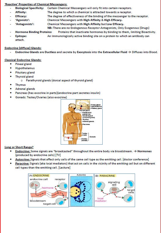 Complete Endocrine System Study Guide - Notes PDF - Ideal for NCLEX, U ...