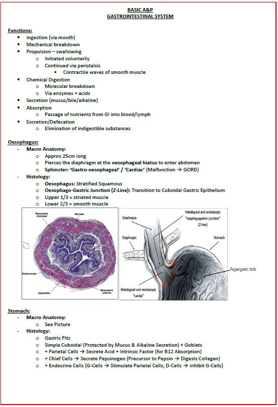 Comprehensive Gastrointestinal System Notes - Ideal for NCLEX, USMLE Exam Prep - 313 Pages - Best for Medical and Nursing Students