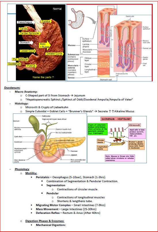 Comprehensive Gastrointestinal System Notes - Ideal for NCLEX, USMLE Exam Prep - 313 Pages - Best for Medical and Nursing Students