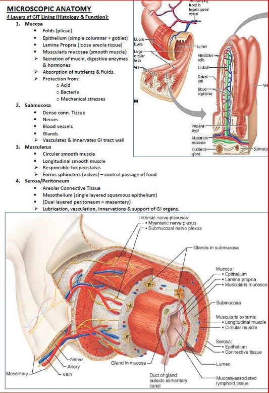 Comprehensive Gastrointestinal System Notes - Ideal for NCLEX, USMLE Exam Prep - 313 Pages - Best for Medical and Nursing Students