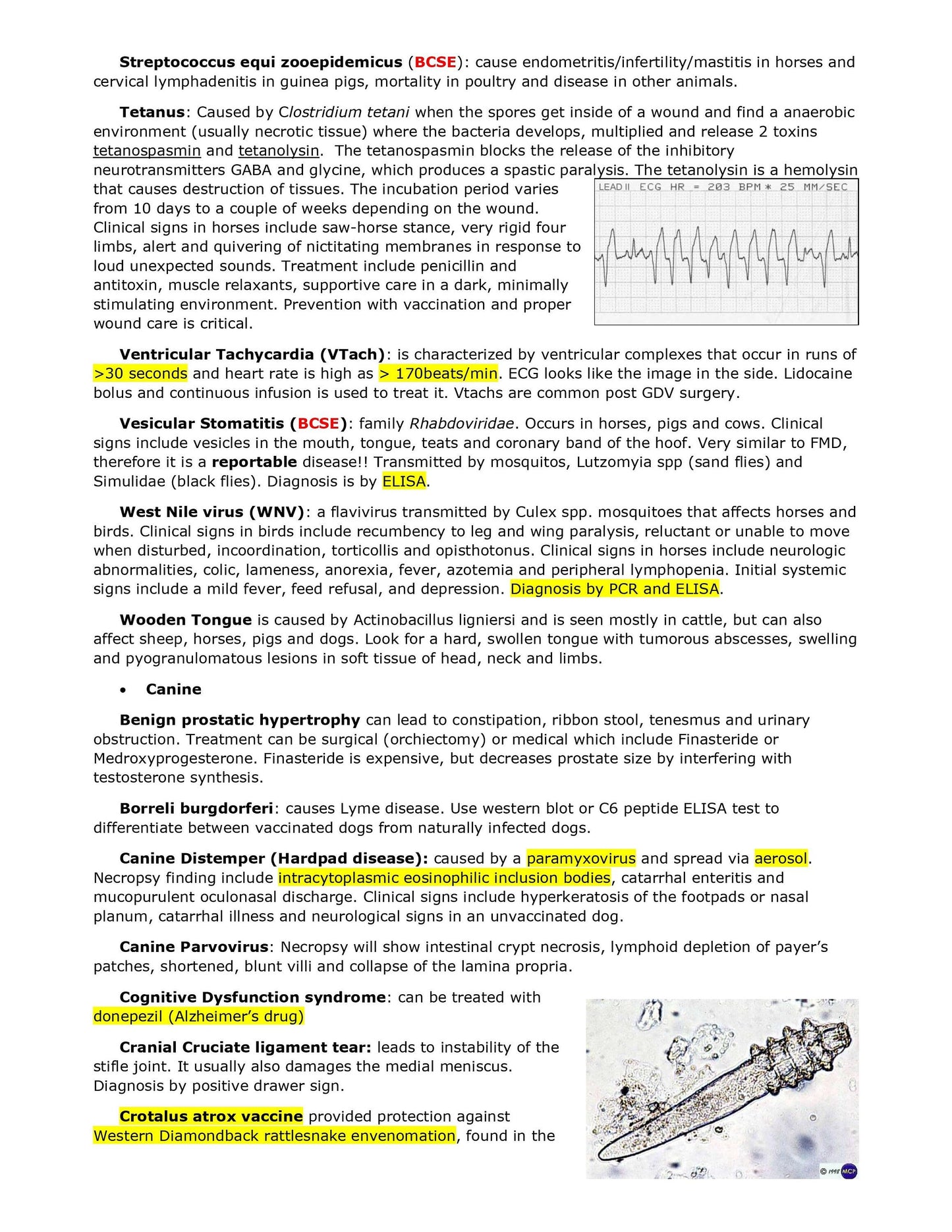 Comprehensive BCSE Study Notes - Complete BCSE Study Notes Bundle - Your Key to NAVLE and Veterinary Specialization Success