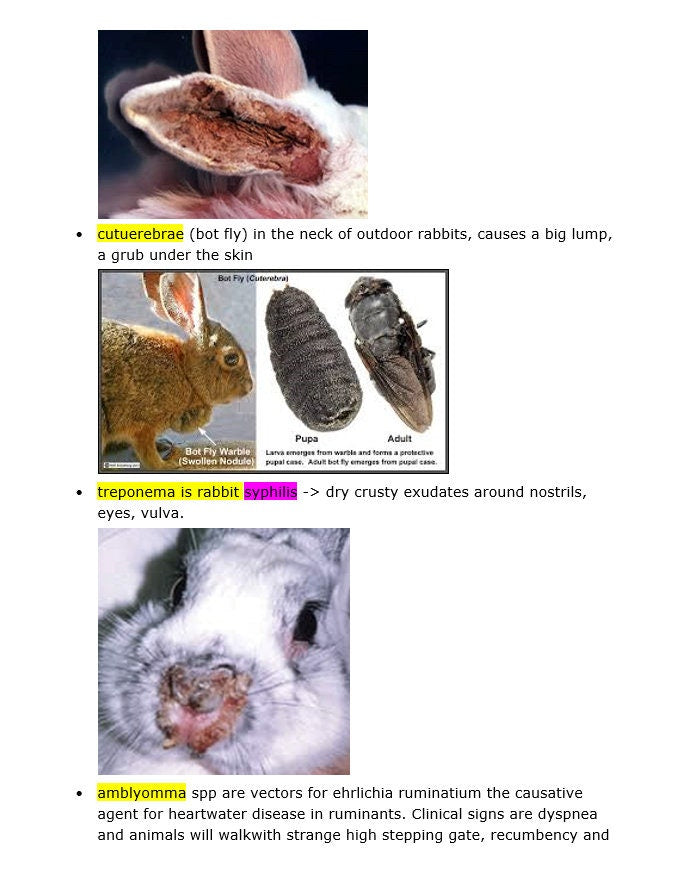 Comprehensive BCSE and NAVLE Study Notes Bundle: Complete BCSE and Navle Notes - Bullet Points - 516 Pages with Images