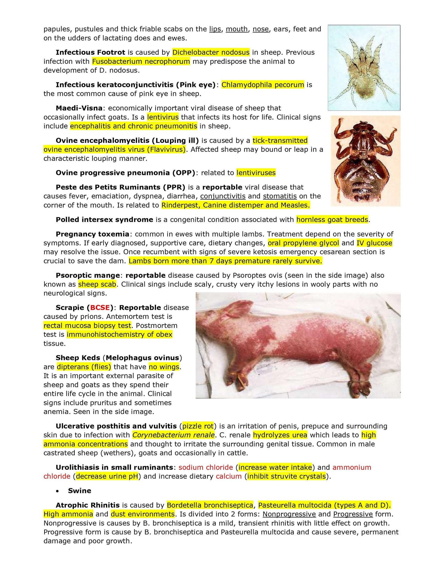 Complete Vet School Notes Bundle - Comprehensive BCSE and NAVLE notes with Past Exams with Answers - 1900+ Pages with Last minutes Notes