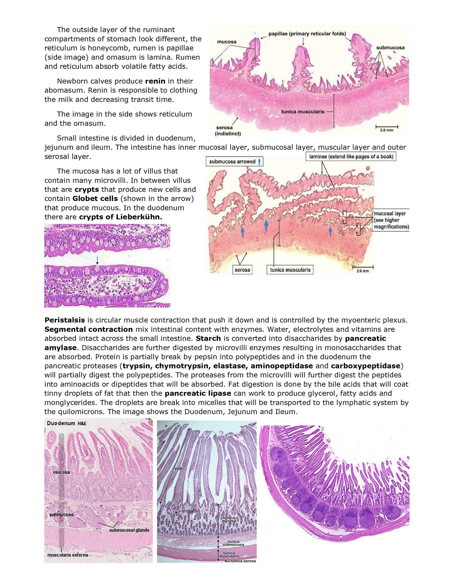 Comprehensive BCSE Study Notes - Complete BCSE Study Notes Bundle - Your Key to NAVLE and Veterinary Specialization Success