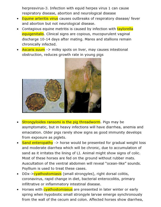 Comprehensive BCSE and NAVLE Study Notes Bundle: Complete BCSE and Navle Notes - Bullet Points - 516 Pages with Images