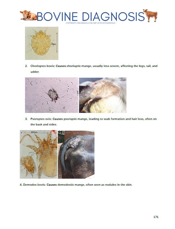 Bovine Diagnosis for NAVLE - Comprehensive Bovine Diagnosis ICVA with 3 NAVLE styled questions of each topic - 680 Pages - Navle Study Guide