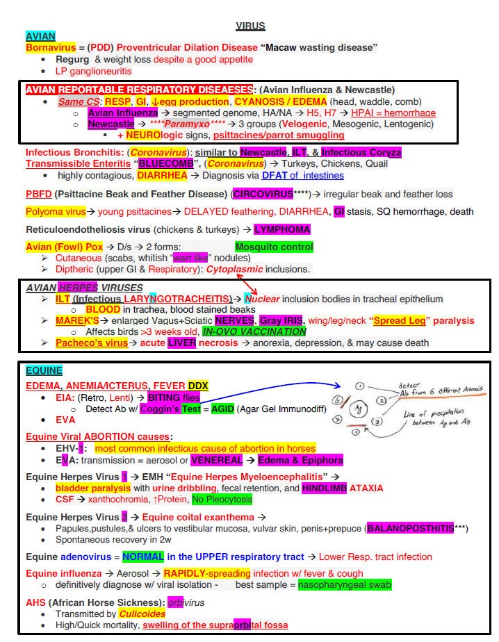 NAVLE Study Guide - Comprehensive NAVLE Study Notes Of All Species - A ...