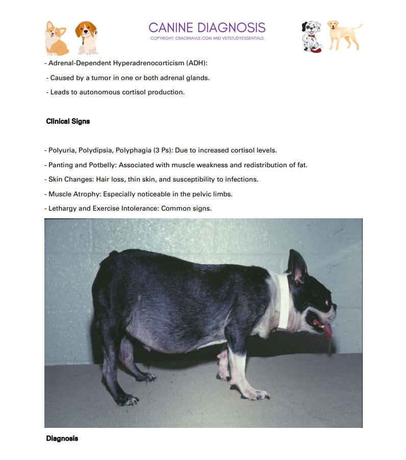 Canine Diagnosis for NAVLE - Canine Diagnosis ICVA with 3 NAVLE styled questions of each topic for Navle prep 700 Pages - Navle Study Guide