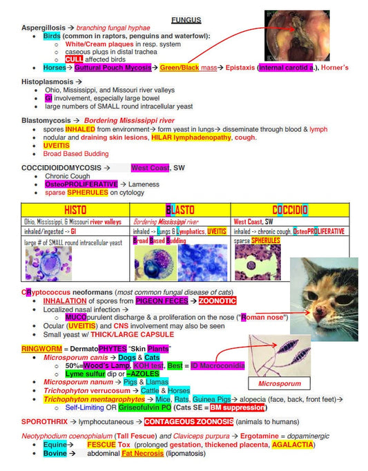 NAVLE Mastery Bundle: Comprehensive Vet School Notes & NAVLE Prep Guide - Ace Your Veterinary Exams