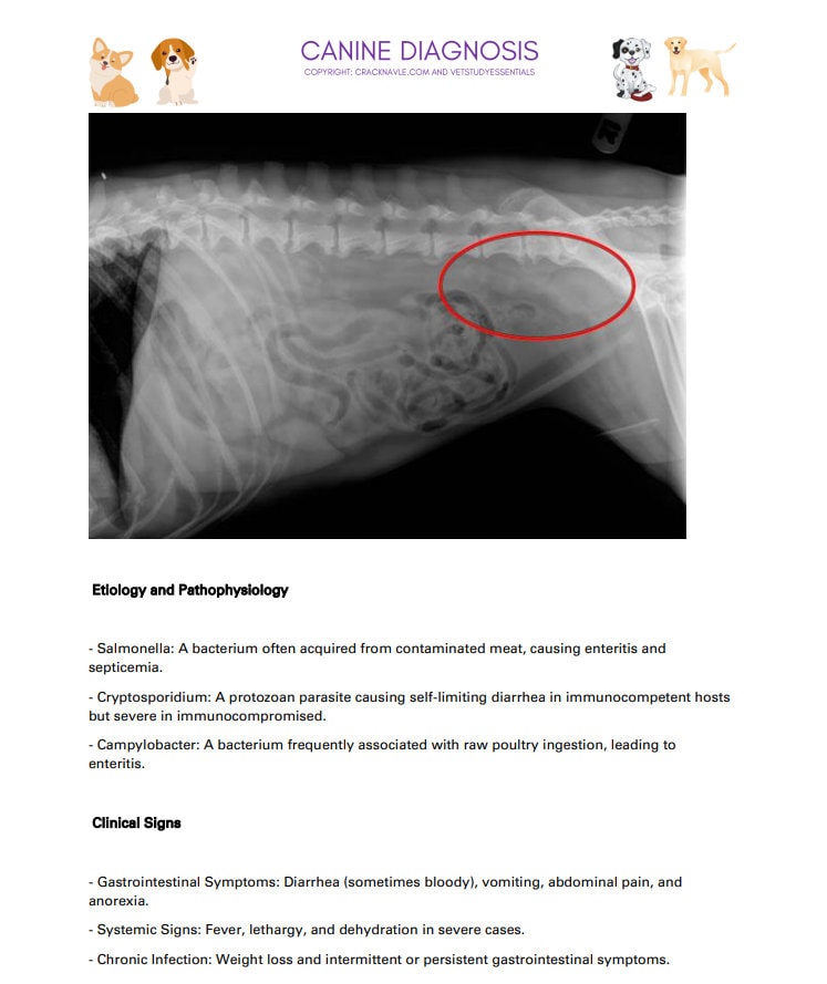 Canine Diagnosis for NAVLE - Canine Diagnosis ICVA with 3 NAVLE styled questions of each topic for Navle prep 700 Pages - Navle Study Guide