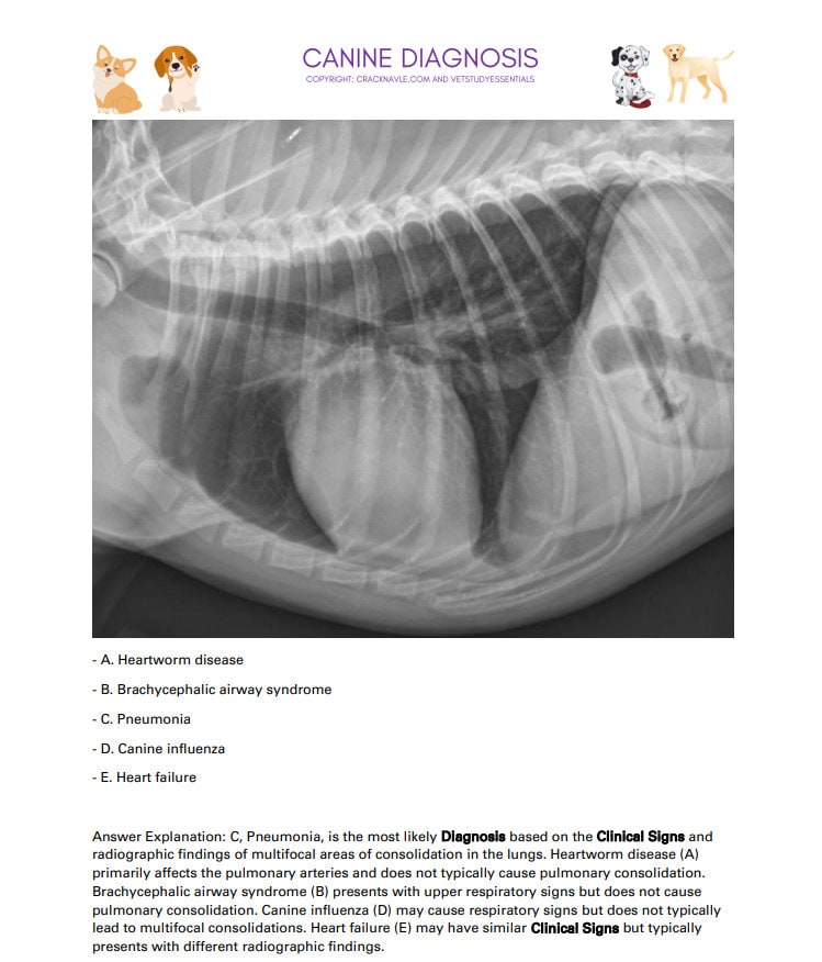 Canine Diagnosis for NAVLE - Canine Diagnosis ICVA with 3 NAVLE styled questions of each topic for Navle prep 700 Pages - Navle Study Guide