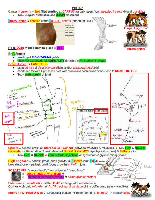 NAVLE Ultimate Success Pack: Comprehensive Study Notes & Q and A for Veterinary Mastery - Complete NAVLE Prep and NAVLE Study Guide